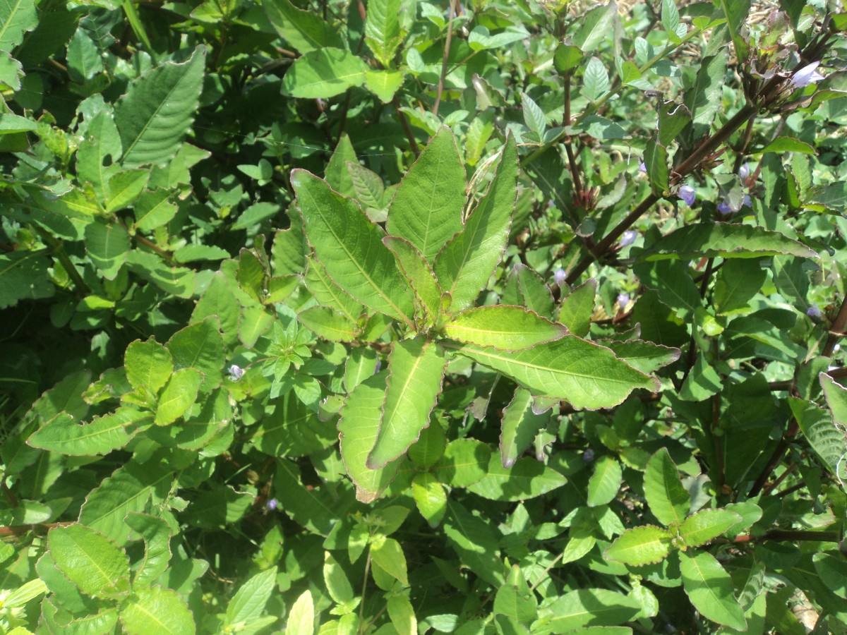 Hygrophila ringens (L.) R.Br. ex Spreng.